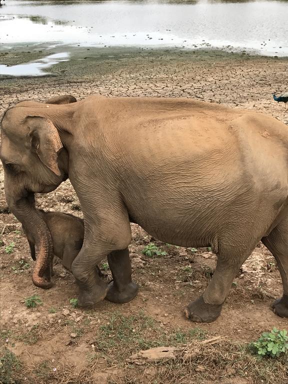 Dinesh Safari Homestay Удавалаве Екстериор снимка