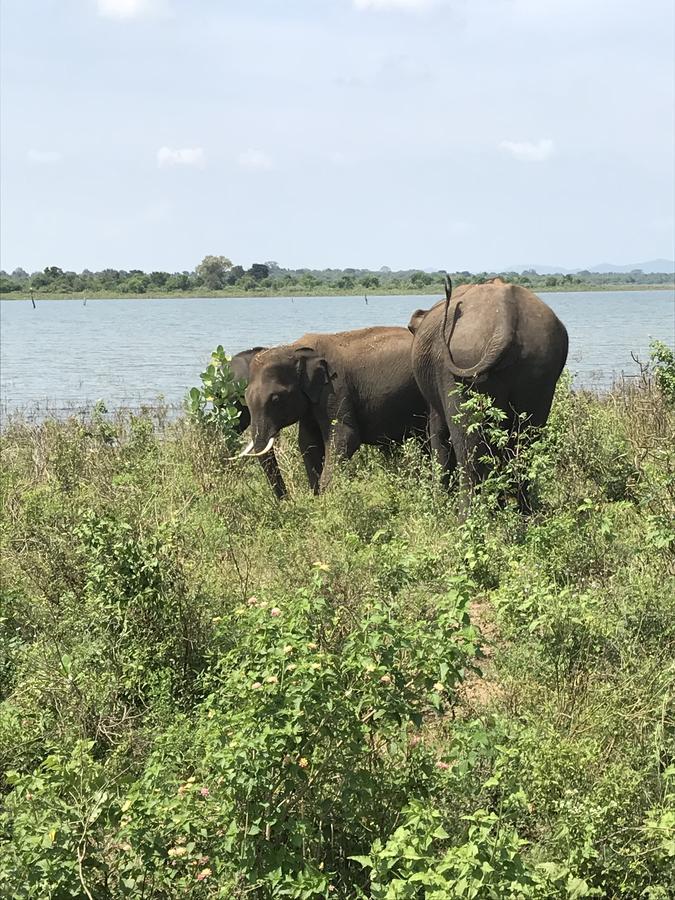 Dinesh Safari Homestay Удавалаве Екстериор снимка