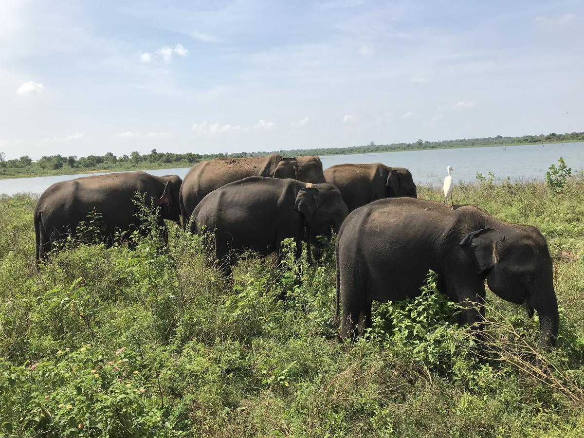 Dinesh Safari Homestay Удавалаве Екстериор снимка